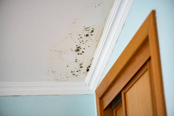 Aspen Hill, MD Mold Removal Company